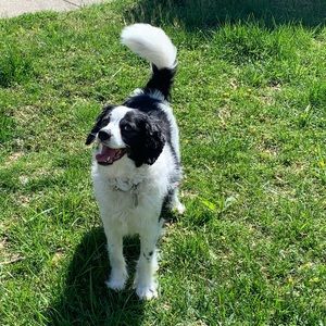 Meet your Posher, Daisy